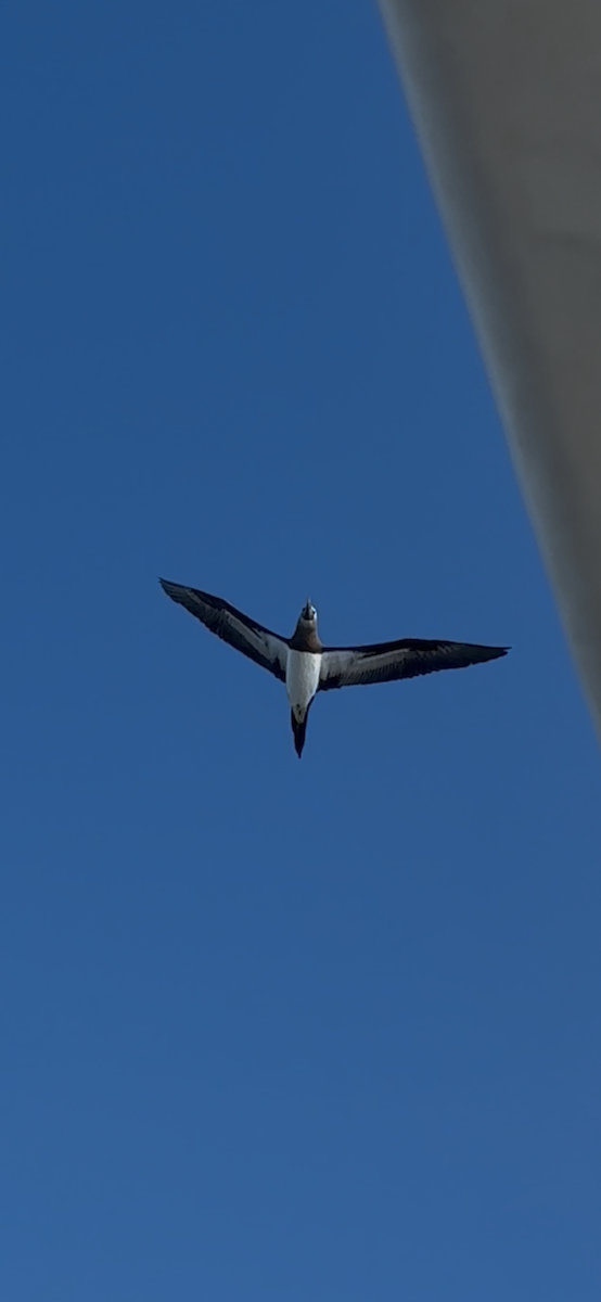 Сула кокосова - ML646614874