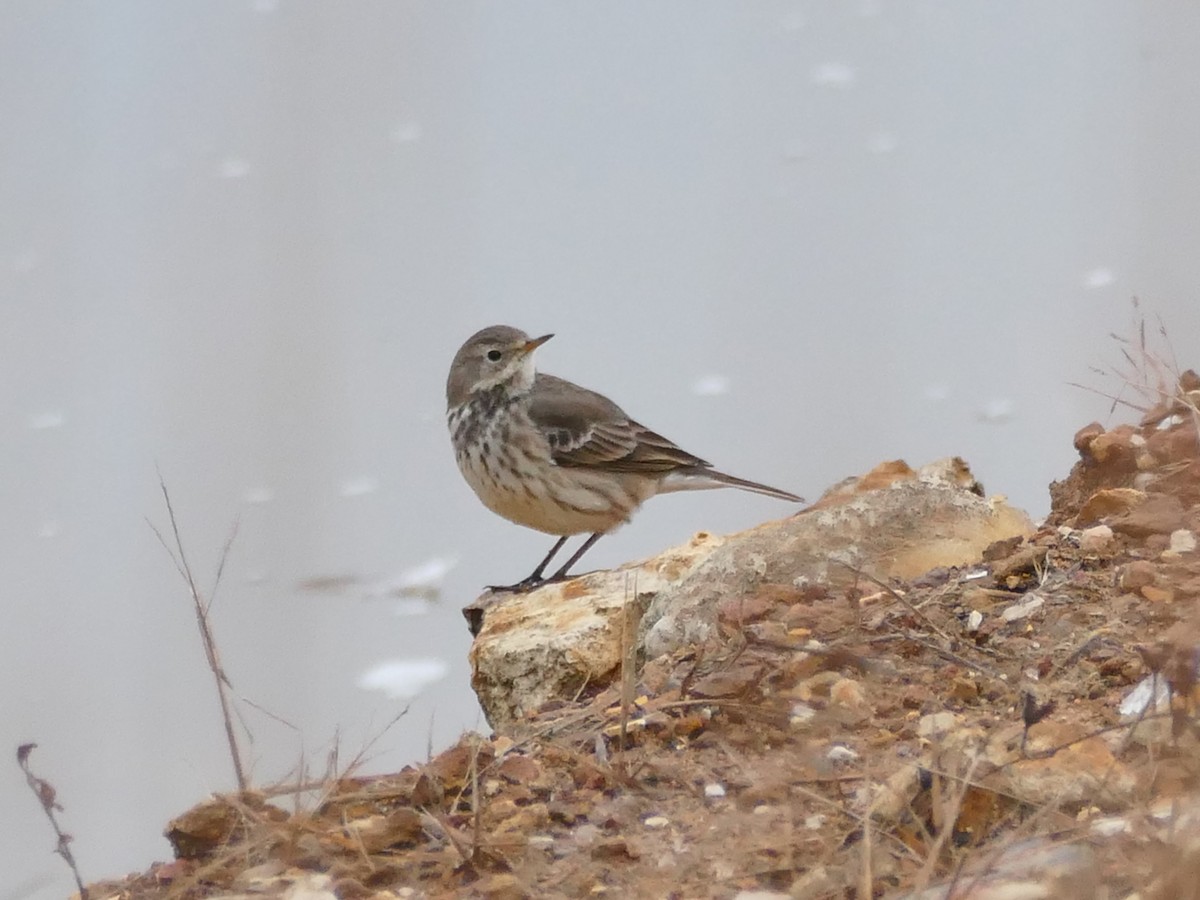 Щеврик американський - ML646614875