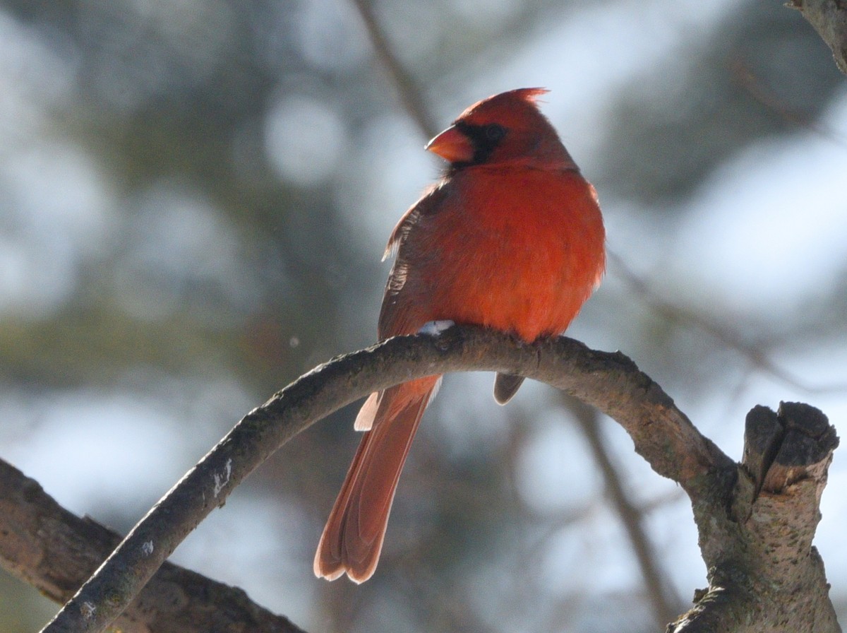 Northern Cardinal - ML646614877