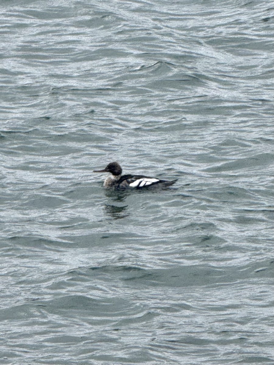 Крех середній - ML646614878