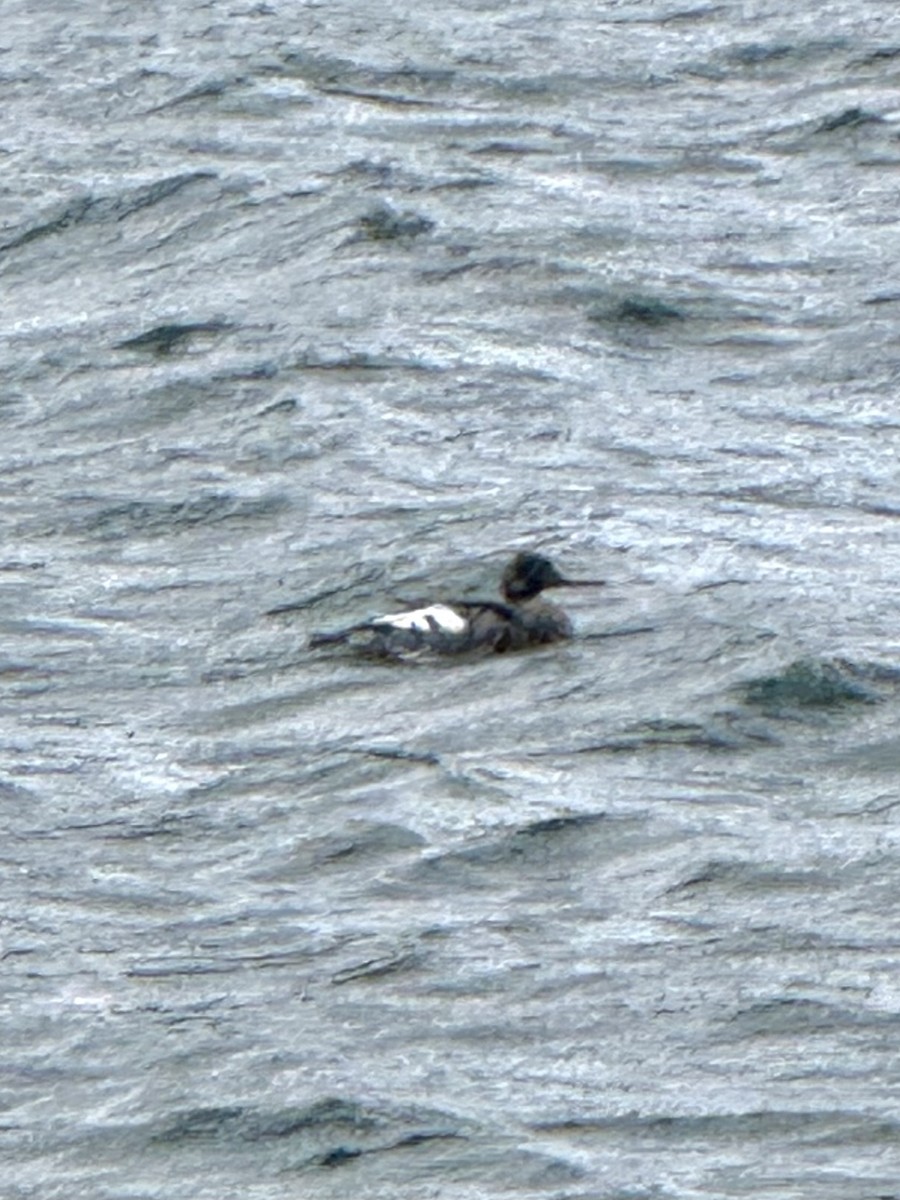 Крех середній - ML646614879