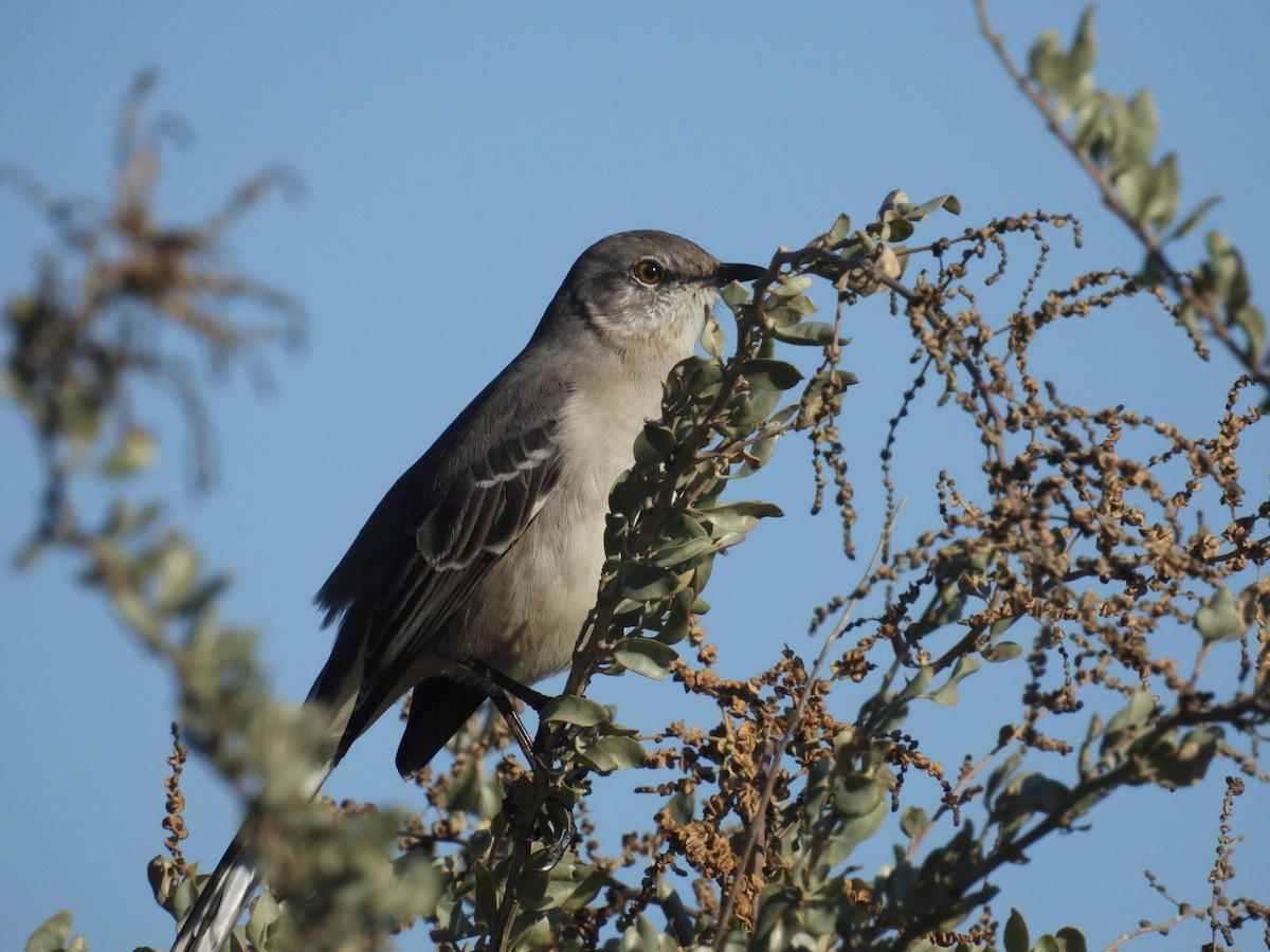 Пересмішник багатоголосий - ML646614881