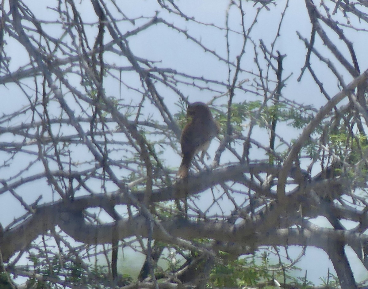 Сорокопуд терновий - ML646614883