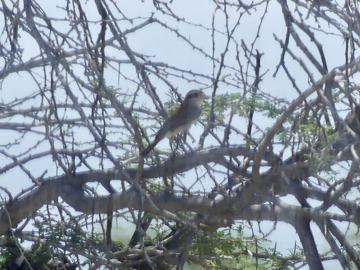 Сорокопуд терновий - ML646614884