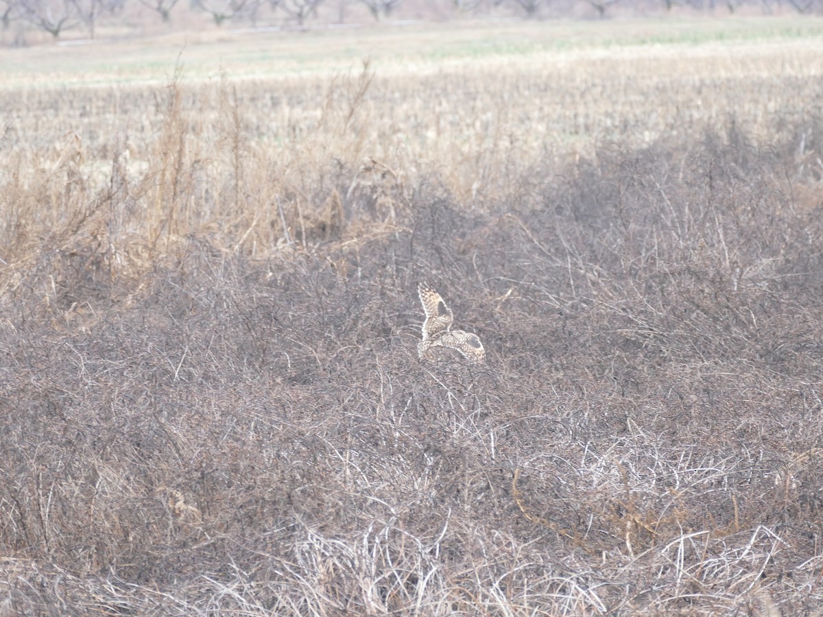 Сова болотяна - ML646614886
