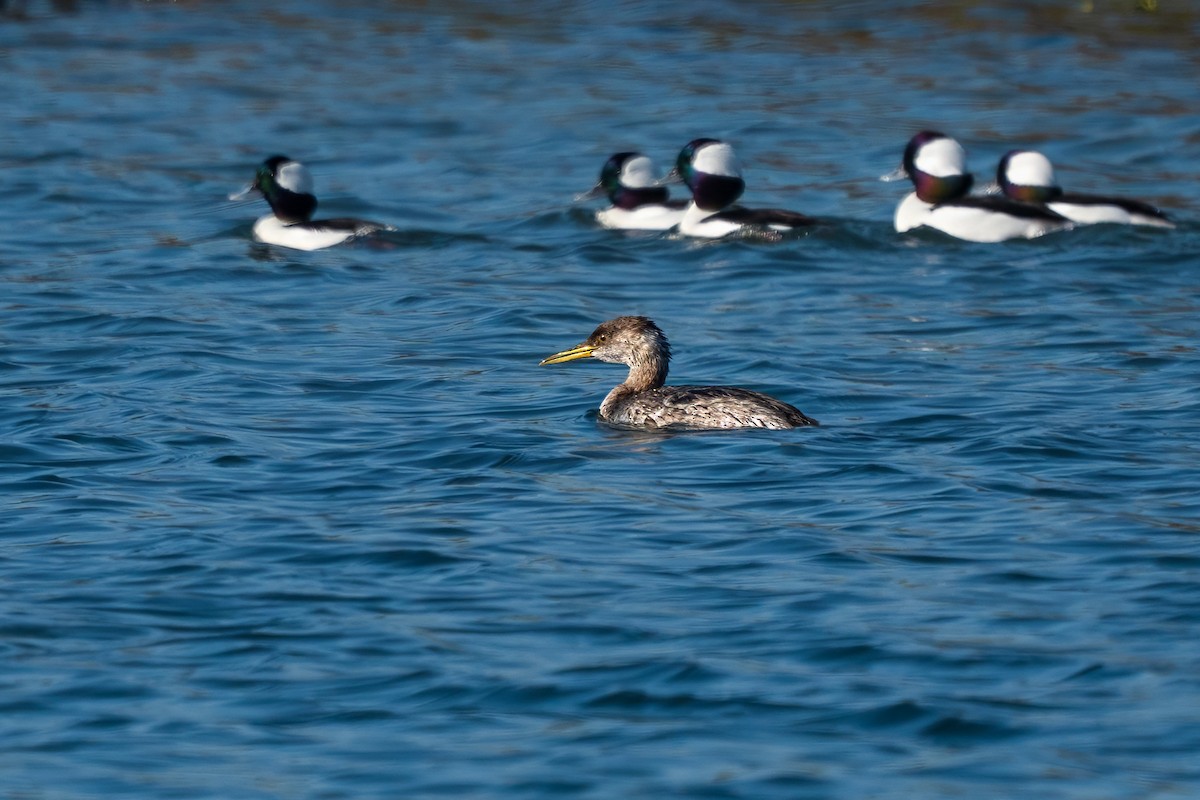 Red-necked Grebe - ML646614887