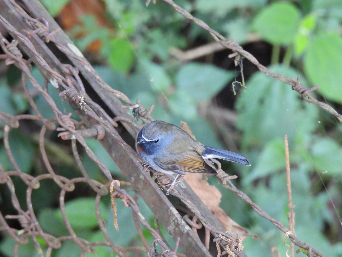 Rufous-gorgeted Flycatcher - ML646614888