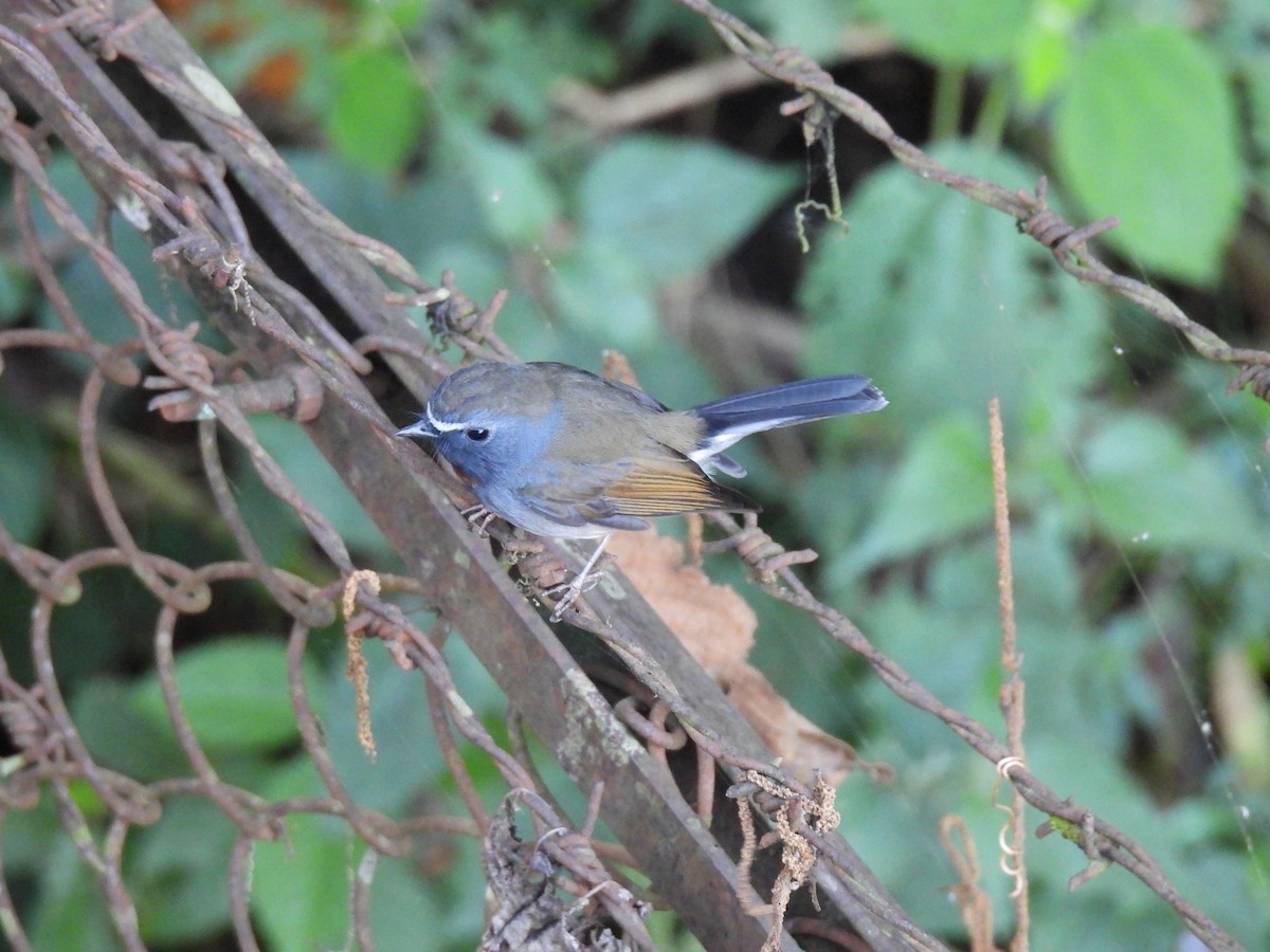 Rufous-gorgeted Flycatcher - ML646614889