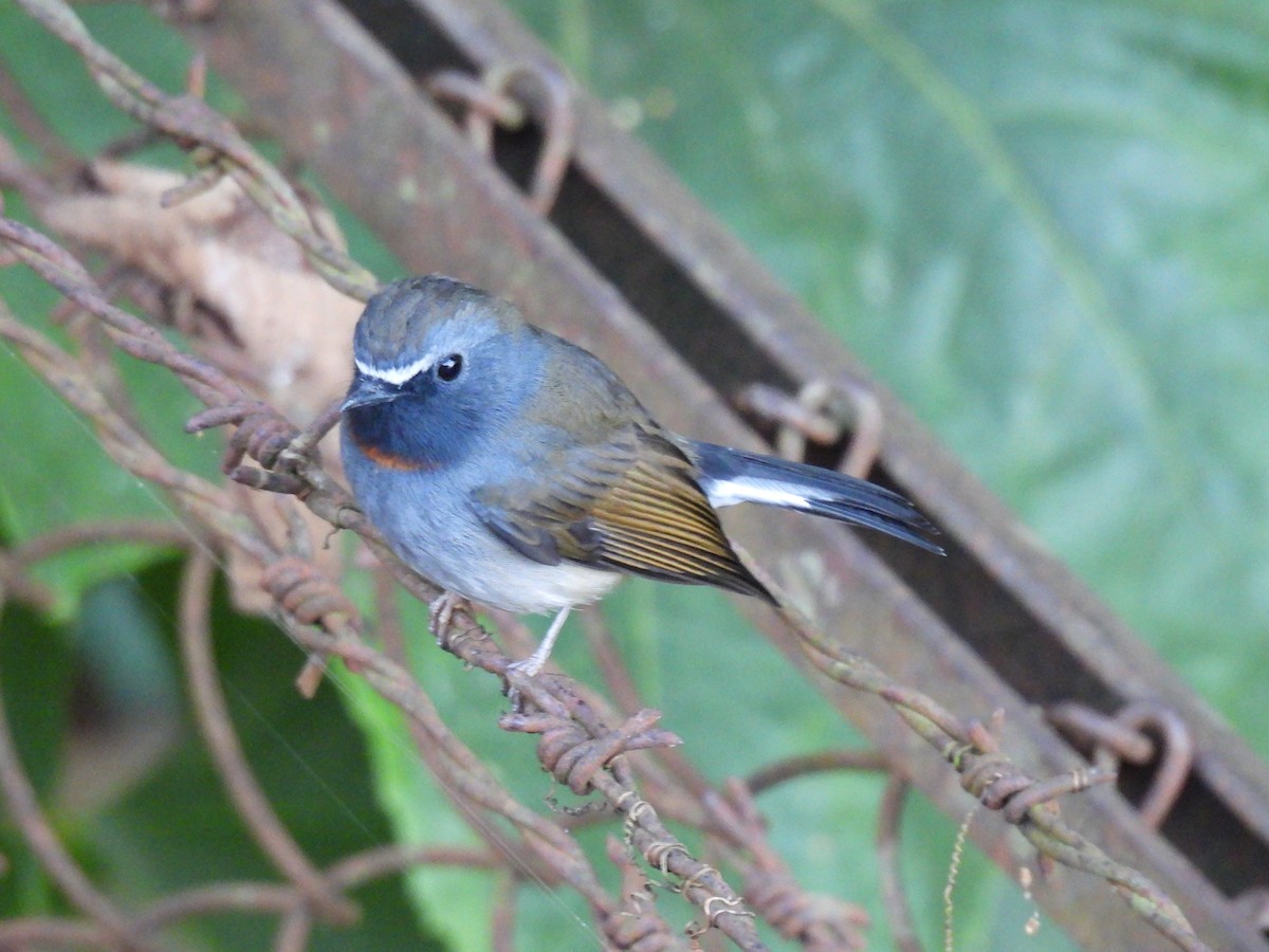 Rufous-gorgeted Flycatcher - ML646614890