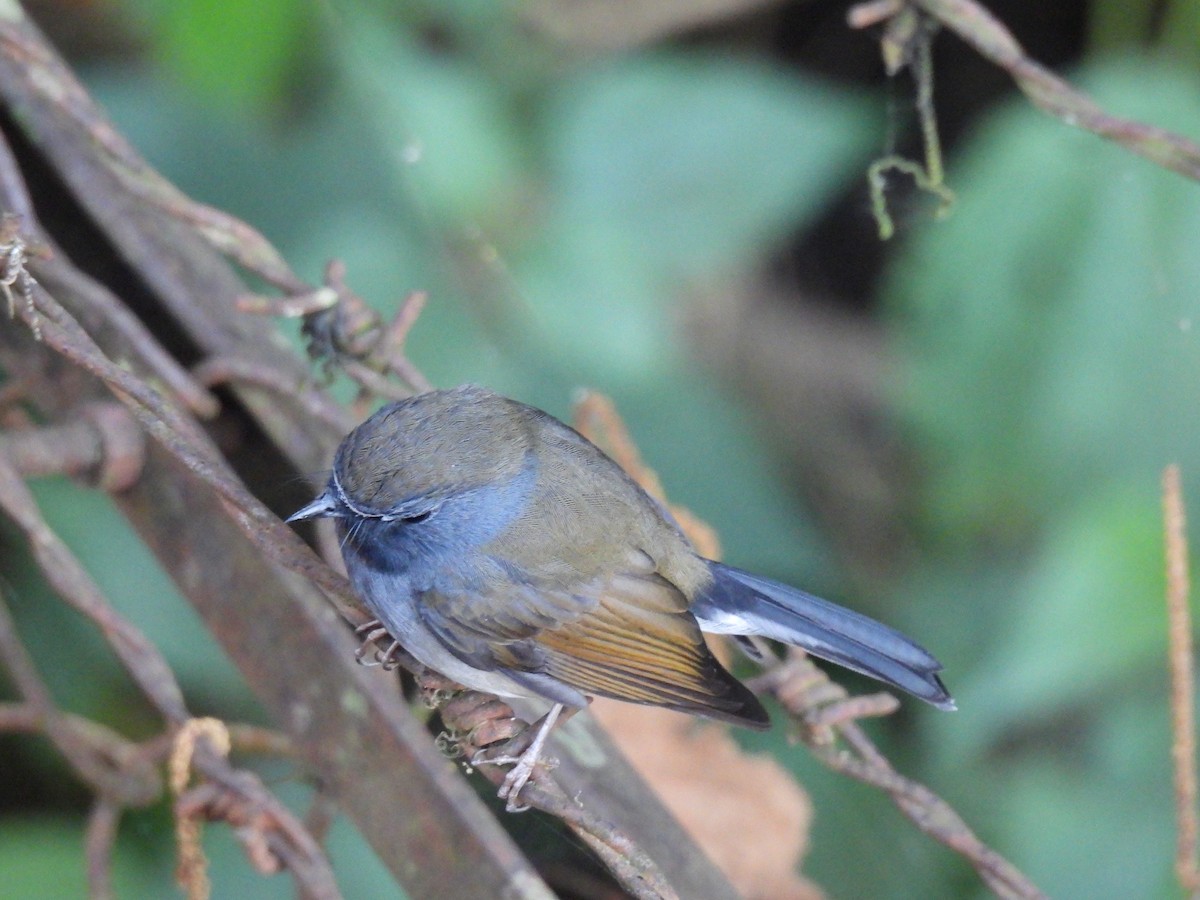 Rufous-gorgeted Flycatcher - ML646614891