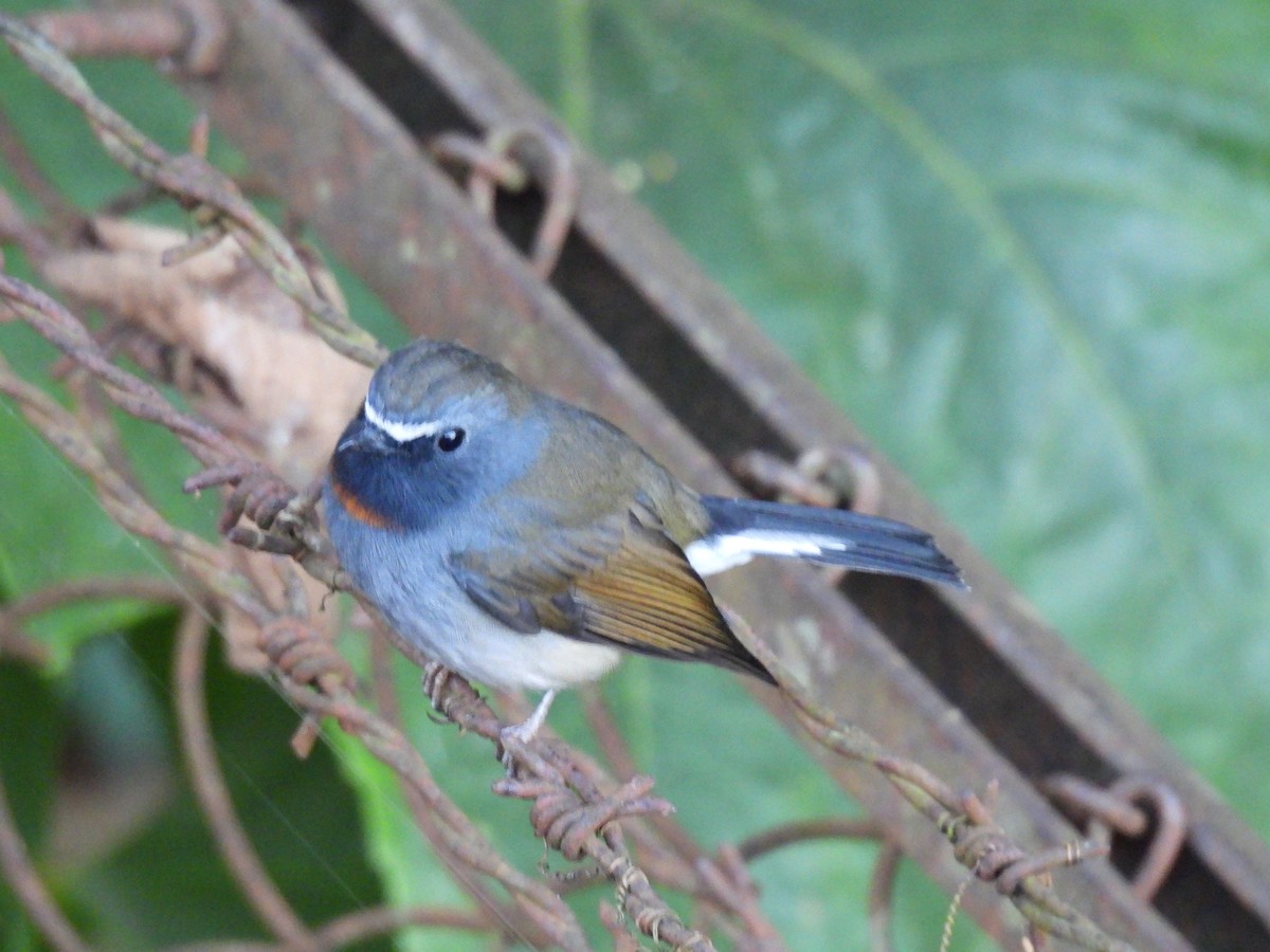 Rufous-gorgeted Flycatcher - ML646614892