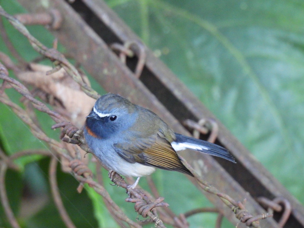 Rufous-gorgeted Flycatcher - ML646614894