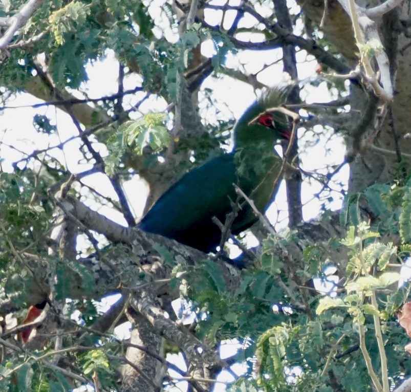 Турако заїрський - ML646614896