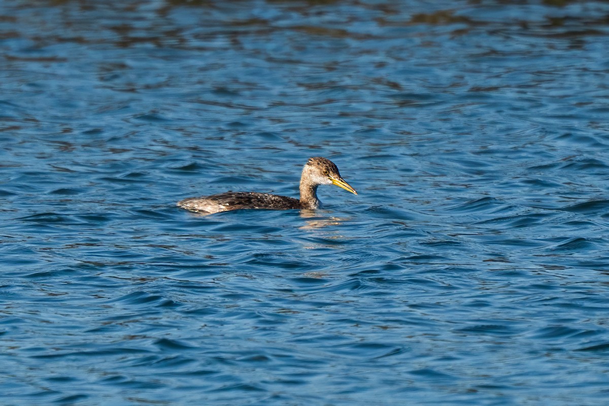 Red-necked Grebe - ML646614897