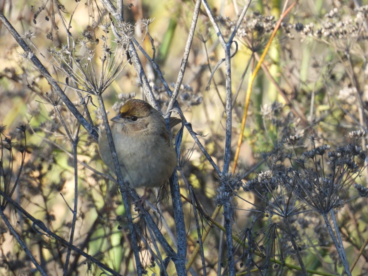 Бруант чорнобровий - ML646614898