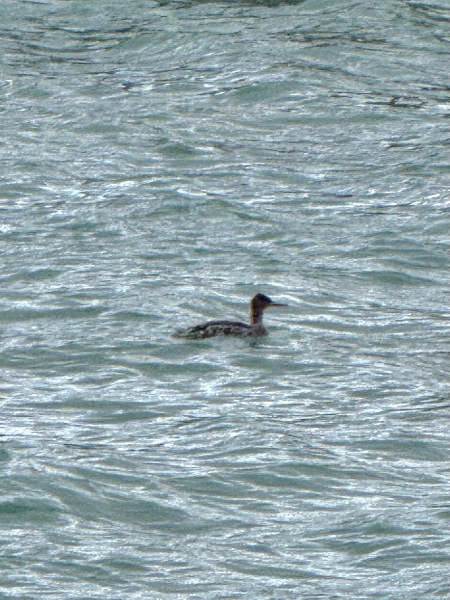 Крех середній - ML646614899