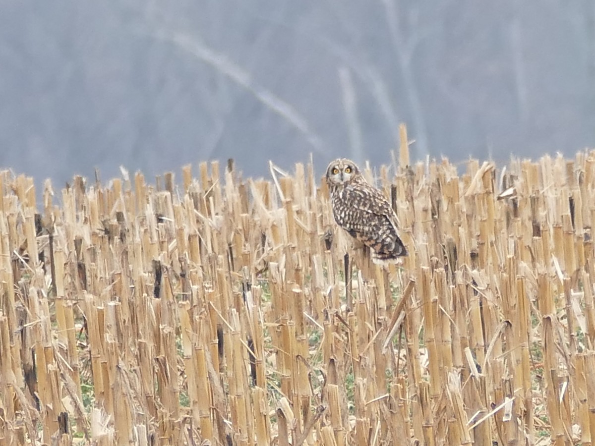 Сова болотяна - ML646614901