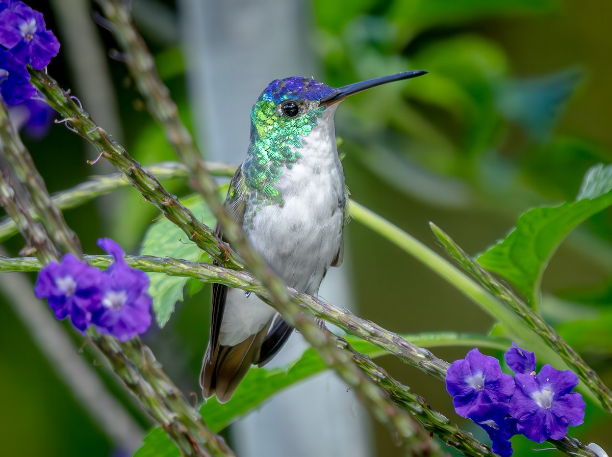 Агиртрія андська - ML646614902