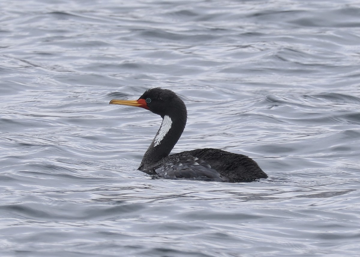 Buntscharbe - ML646614903