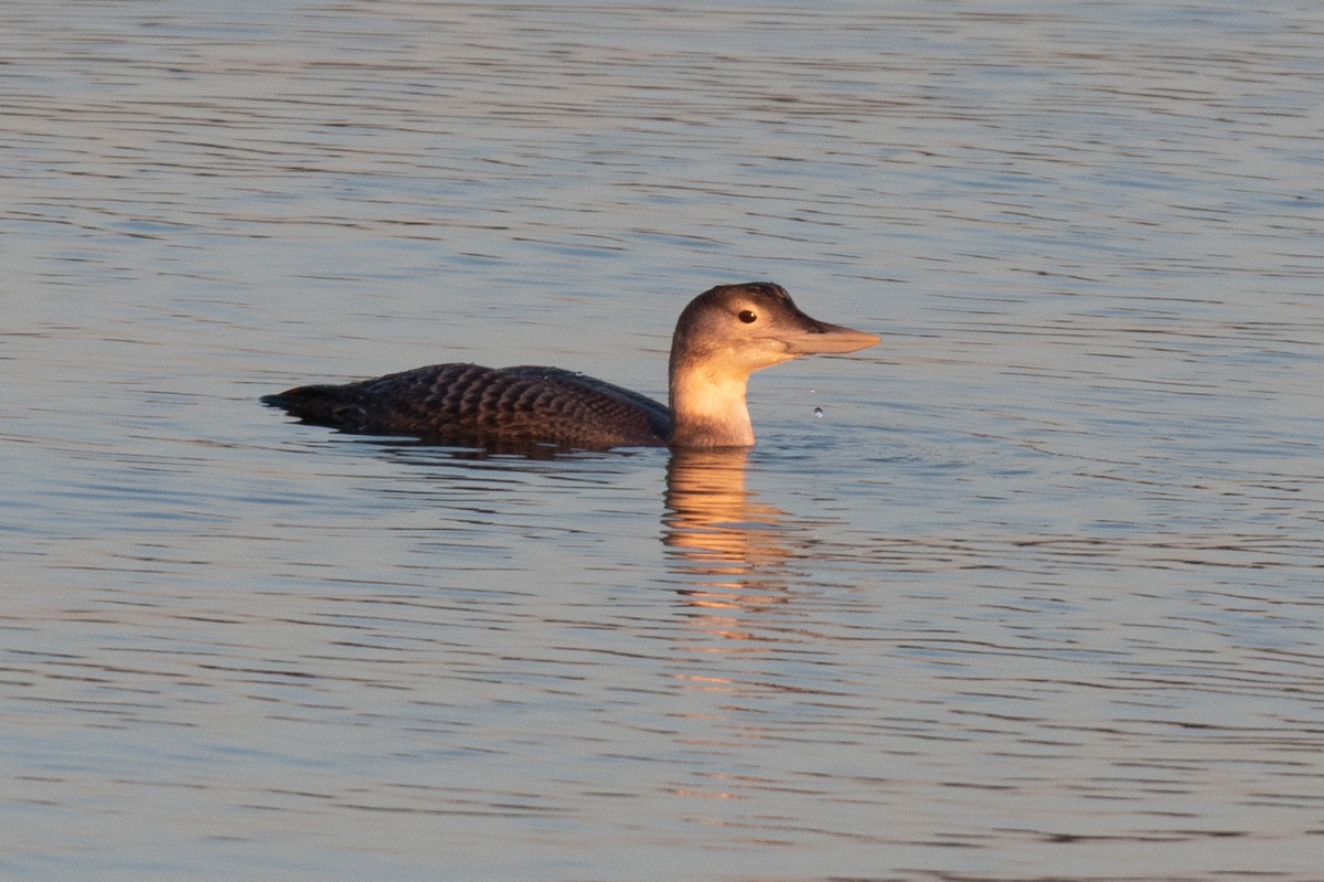 Gelbschnabeltaucher - ML646614904