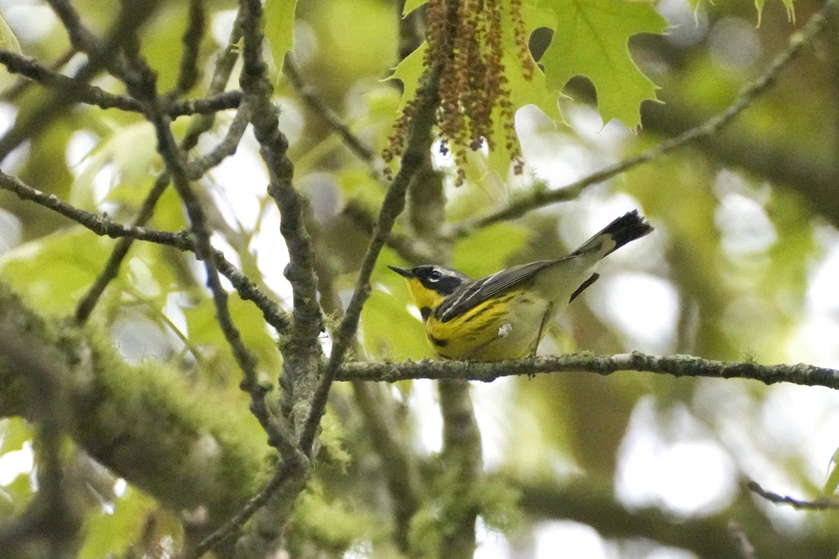 Пісняр-лісовик канадський - ML646614905