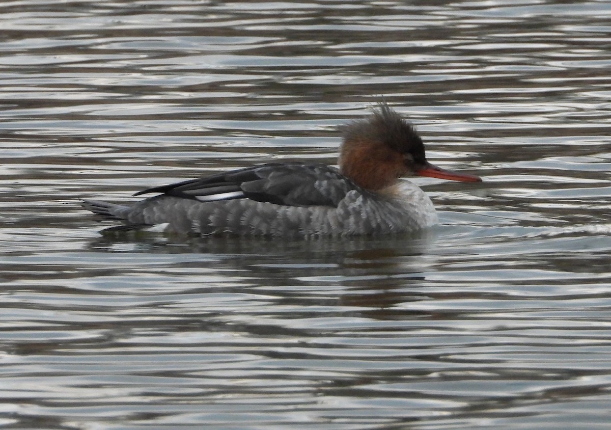 Red-breasted Merganser - ML646614906