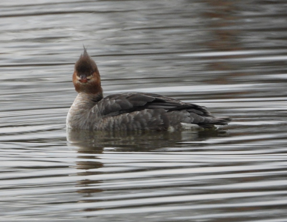 Red-breasted Merganser - ML646614908