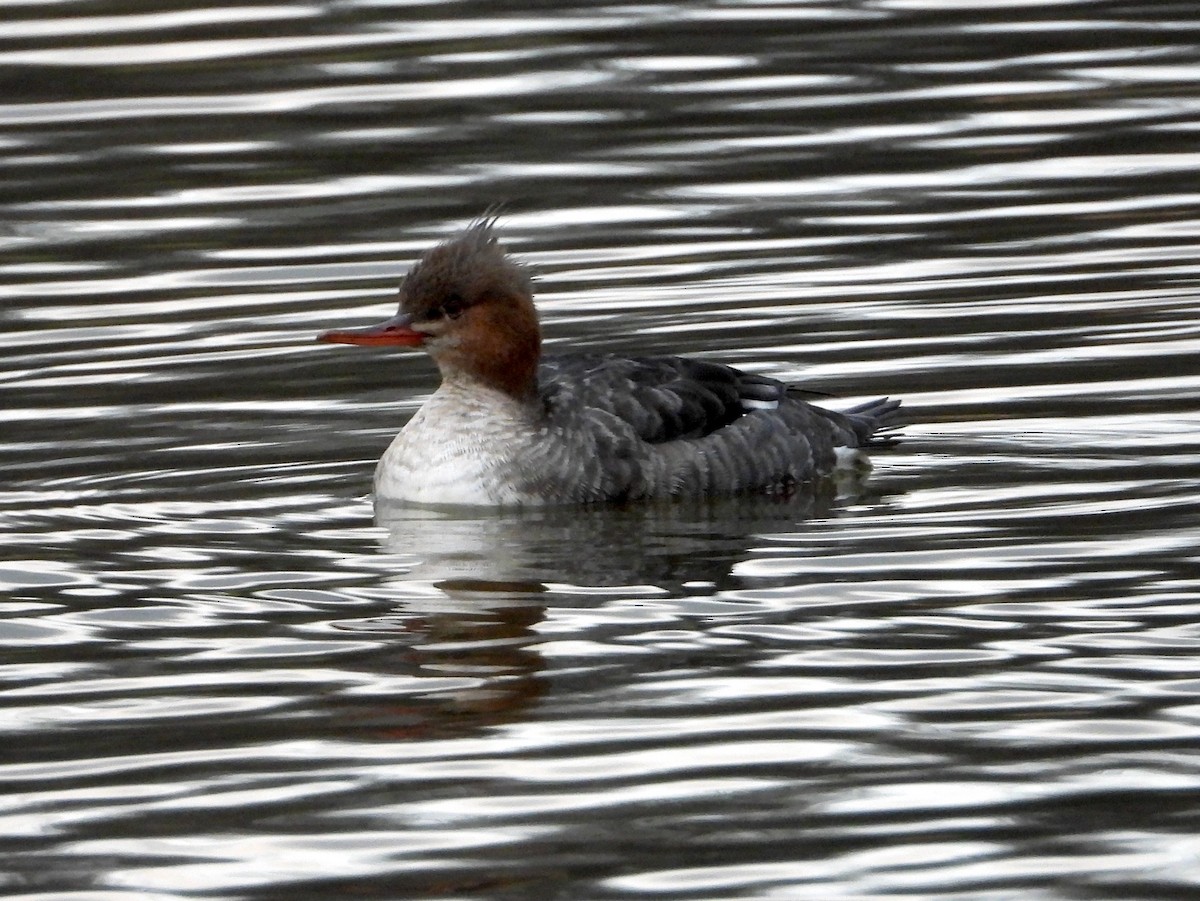 Red-breasted Merganser - ML646614909