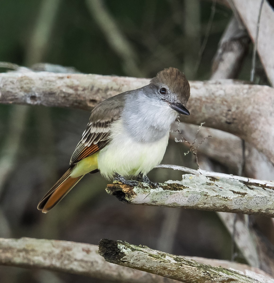 Ash-throated Flycatcher - ML646614910