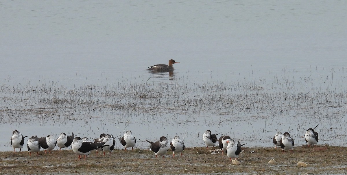 Крех середній - ML646614911