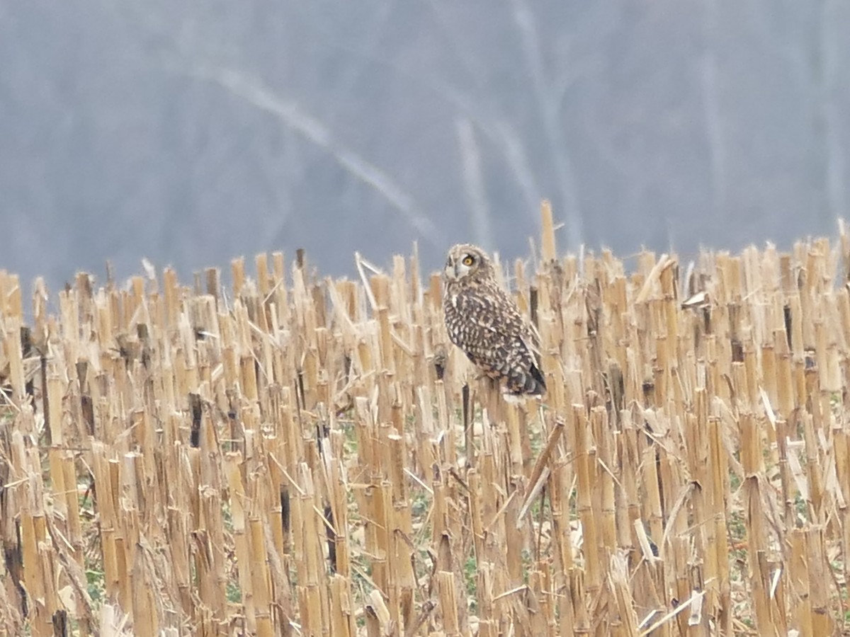 Kır Baykuşu - ML646614912