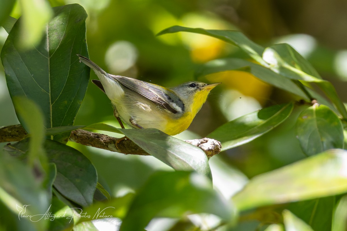 Очковая древесница - ML646614913