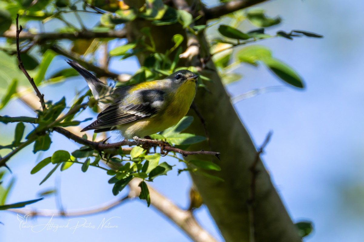 Очковая древесница - ML646614914