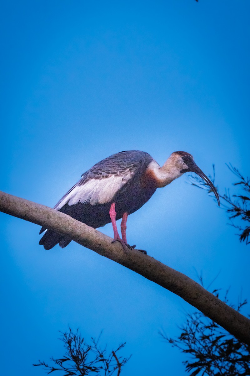 Bandurria Común - ML646614915