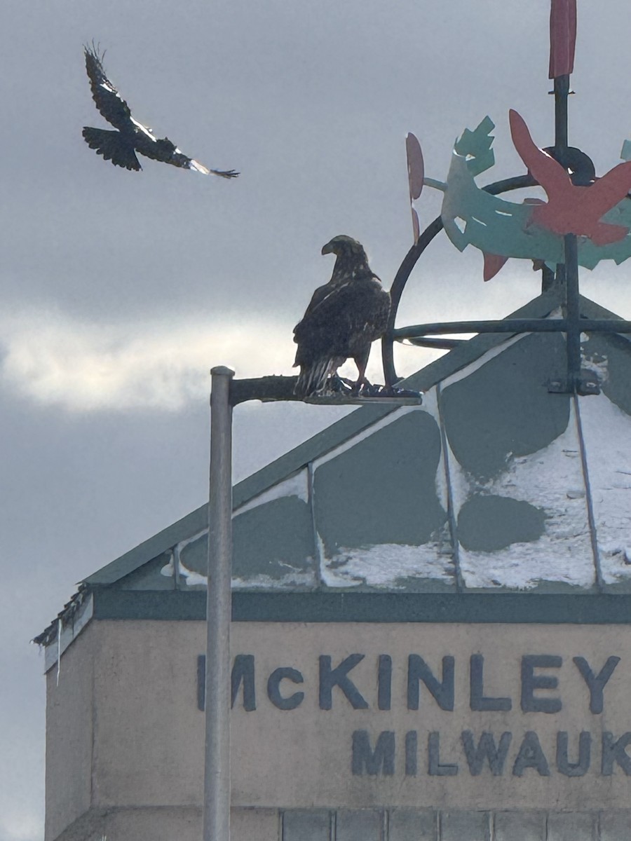 Орлан білоголовий - ML646614916