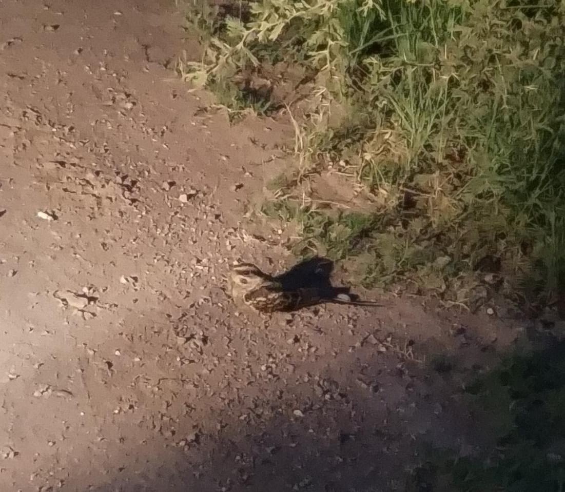 ハサミヨタカ - ML646614921