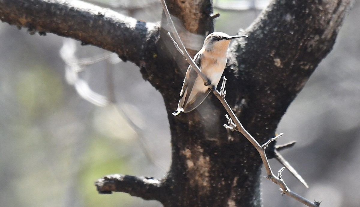 stumpstjertkolibri - ML646614923