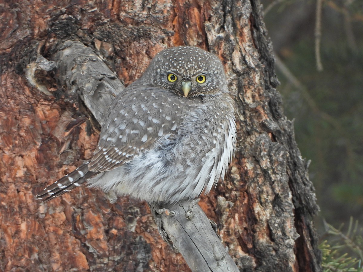 Northern Pygmy-Owl - ML646614928