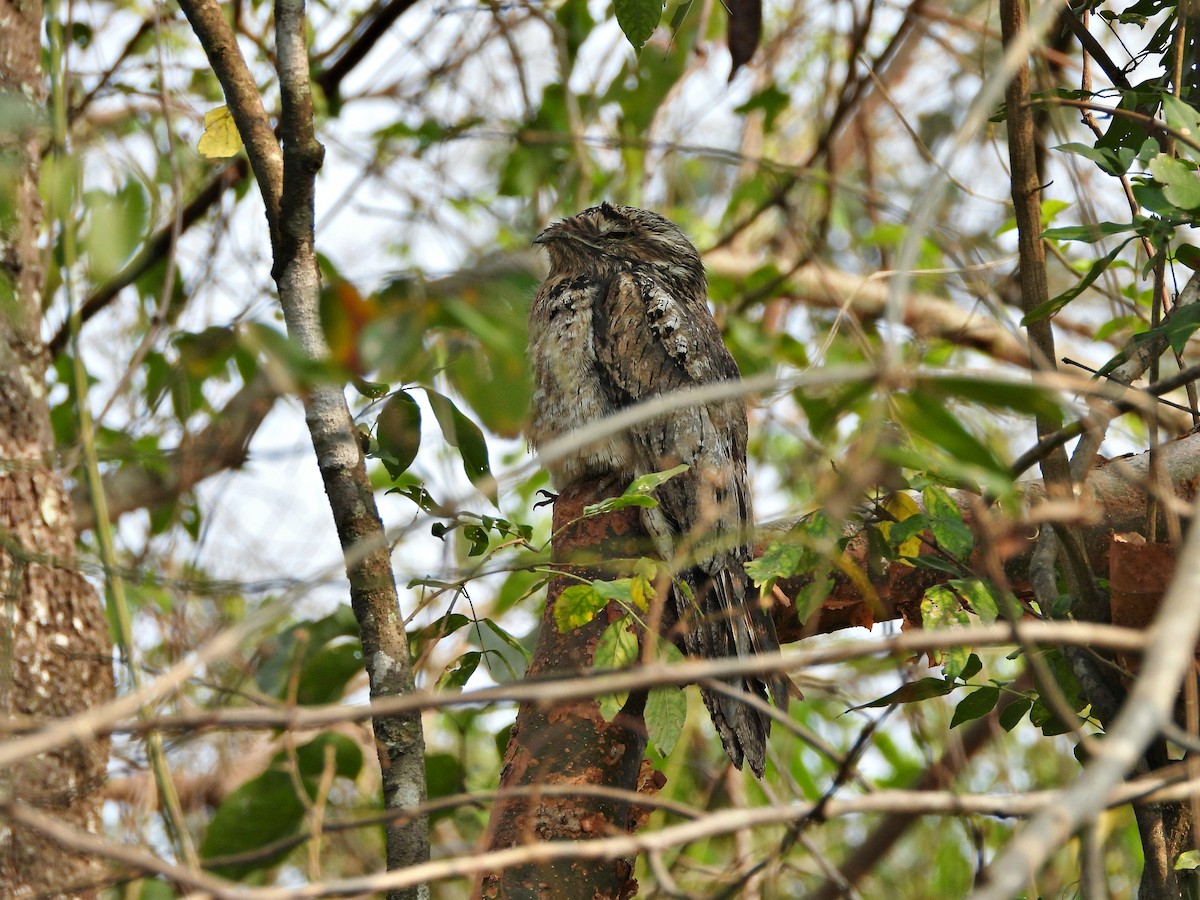 Common Potoo - ML646614931
