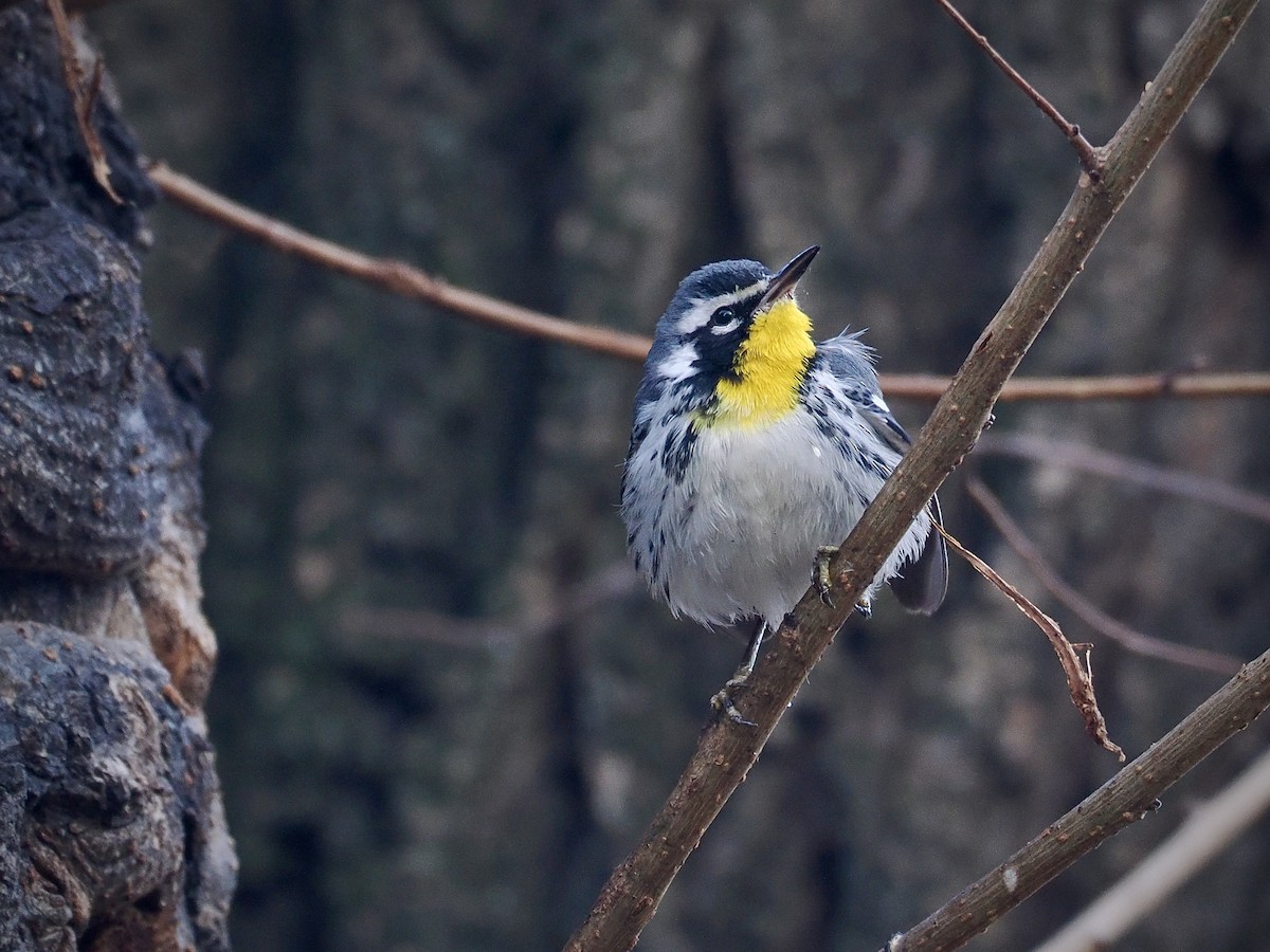 Paruline à gorge jaune (albilora) - ML646614933