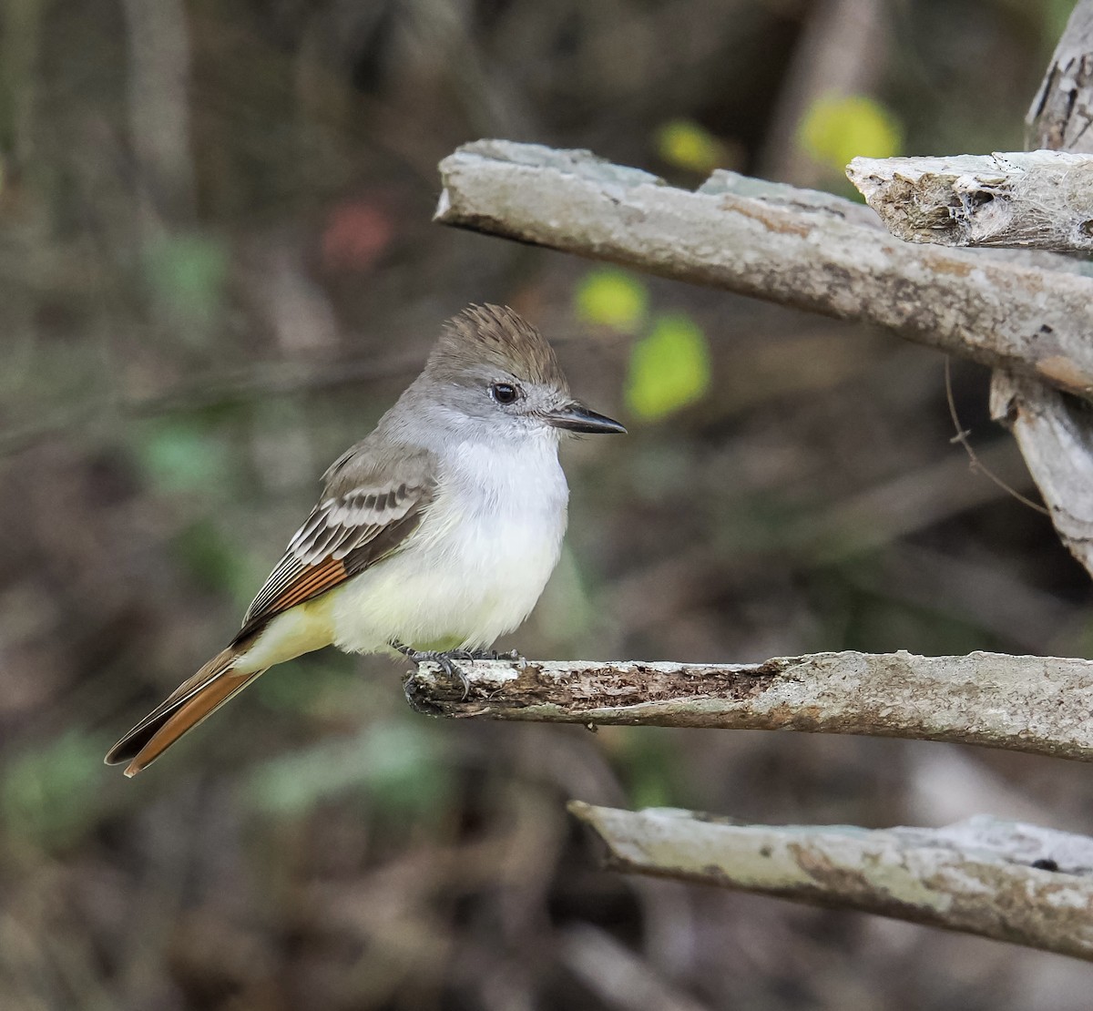 Ash-throated Flycatcher - ML646614934