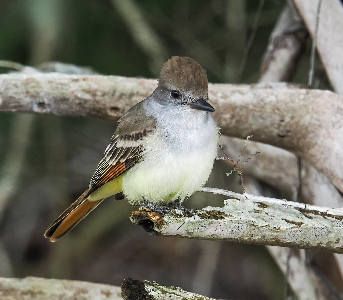 Ash-throated Flycatcher - ML646614935