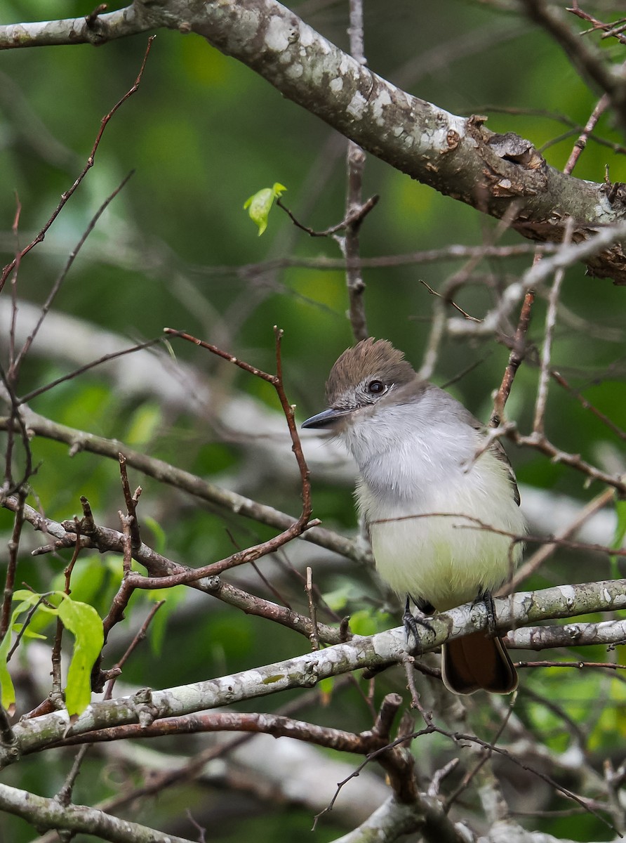 Ash-throated Flycatcher - ML646614936