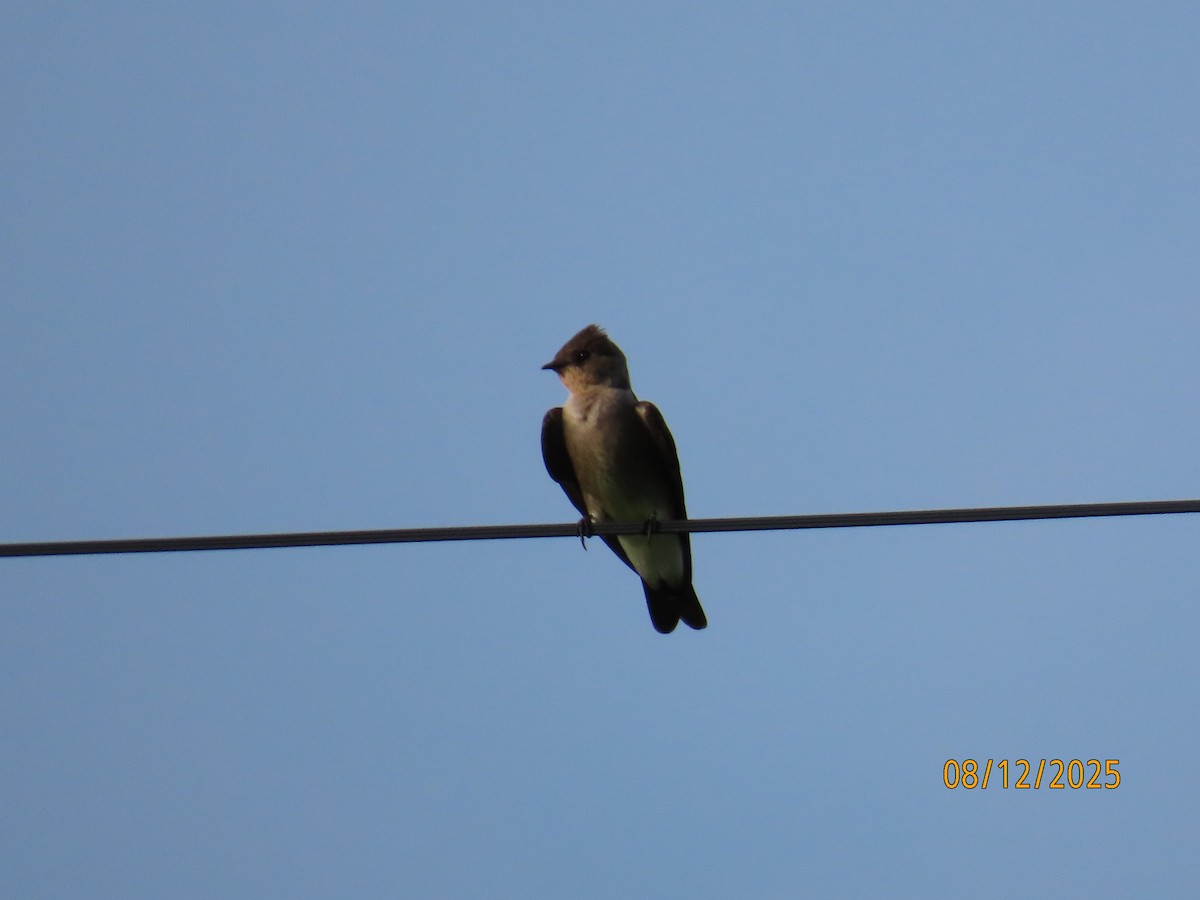 Southern Rough-winged Swallow - ML646614943
