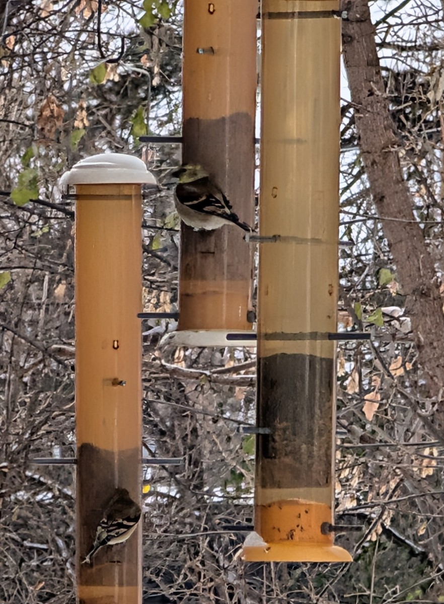 Altın İskete - ML646614944