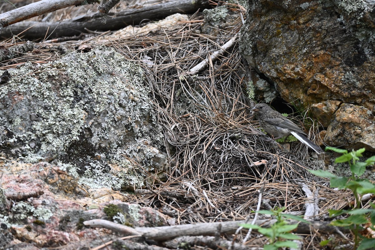 Dark-eyed Junco - ML646614948