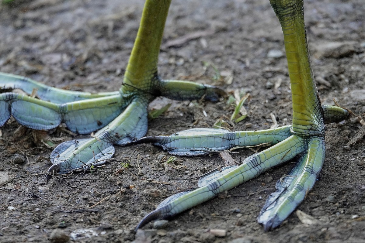 American Coot - ML646614951