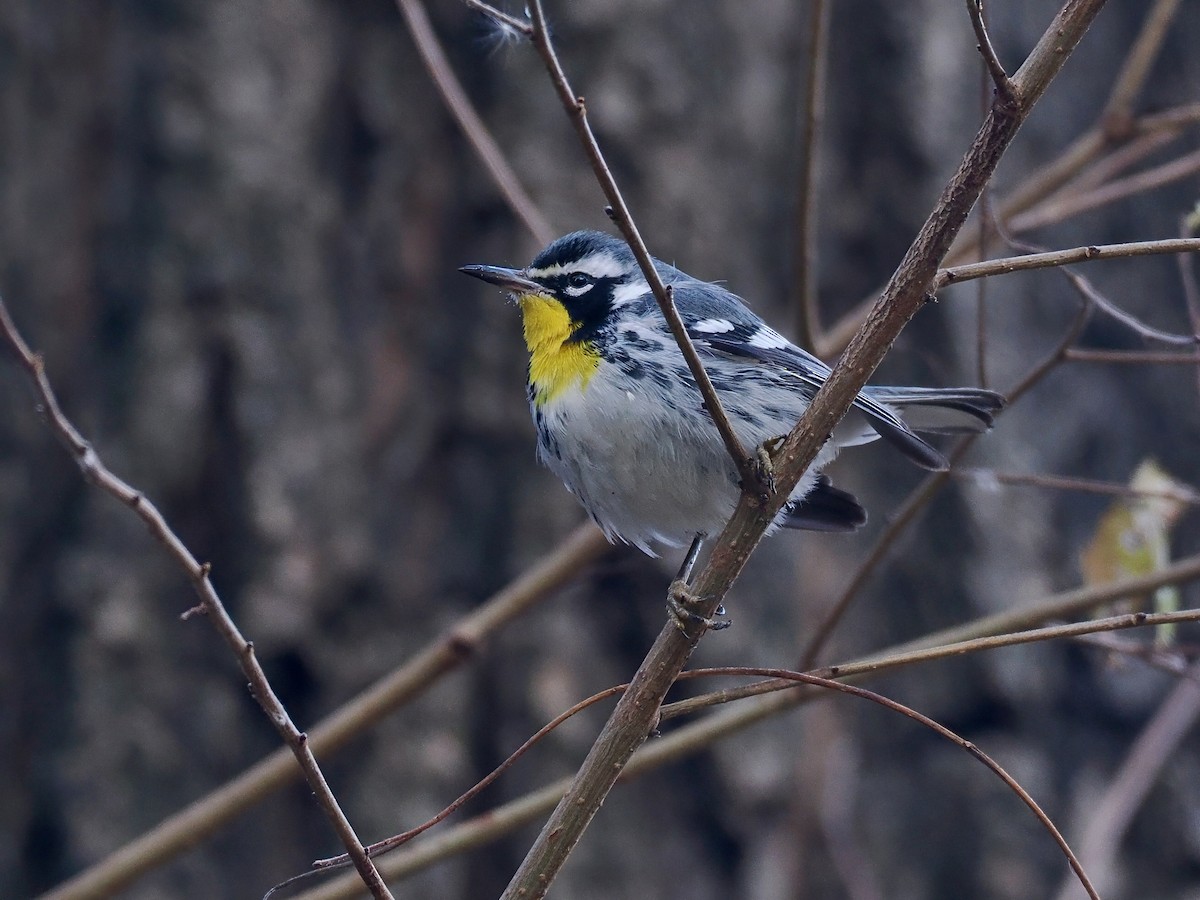 Paruline à gorge jaune (albilora) - ML646614957