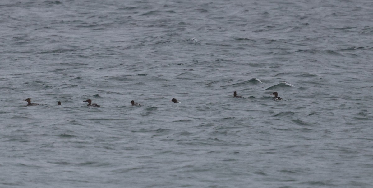 Harle huppé - ML646614958