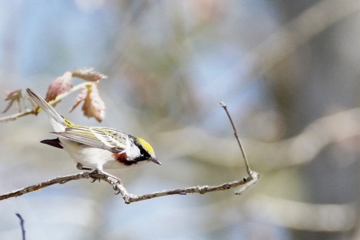 lesňáček rezavoboký - ML646614960